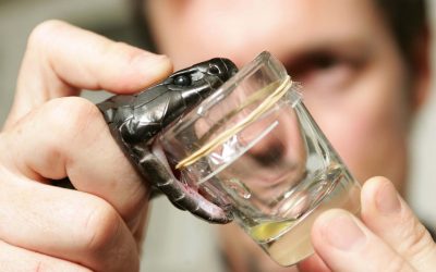 animale cu puteri naturale de vindecare