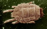 remedii naturale pentru paraziti intestinali