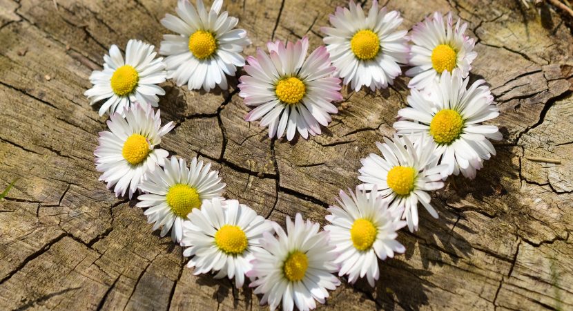 tratament cu plante