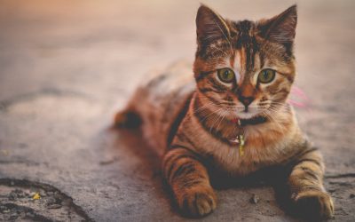 beneficii sănătate animal companie