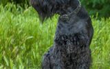 caracteristici Schnauzer Urias