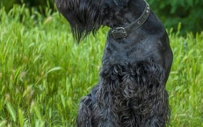 caracteristici Schnauzer Urias