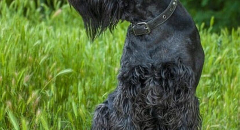 caracteristici Schnauzer Urias