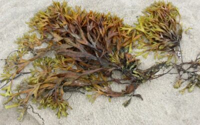 Alga Arame