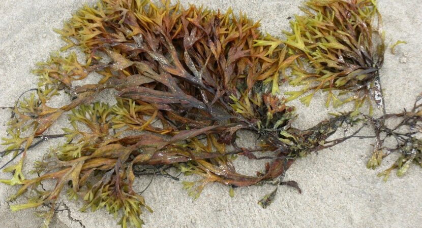 Alga Arame