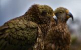Papagalul Kakapo