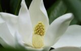 specii Magnolia