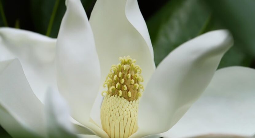 specii Magnolia