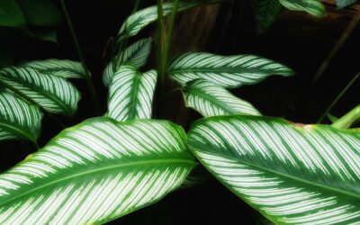 Calathea zebrina