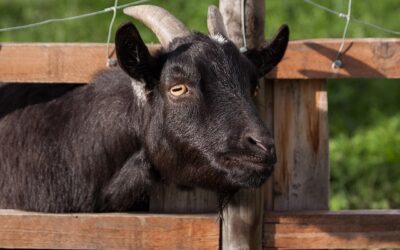 capra albă de Banat