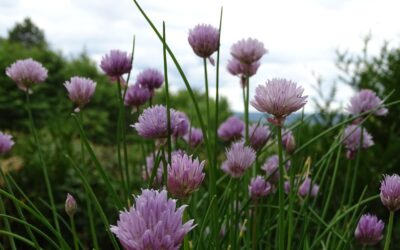 semințele de chives