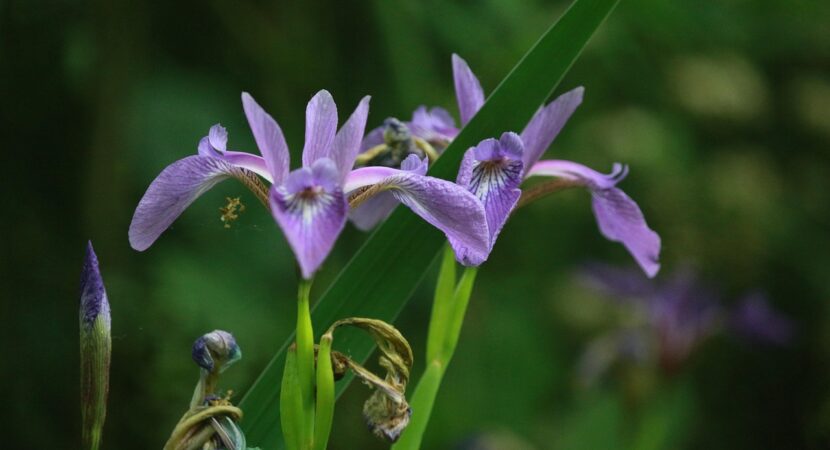 Iris ruthenica