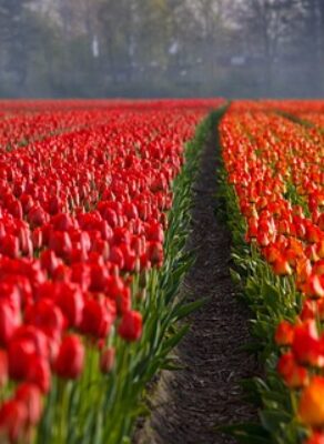 rol tesuturi fundamentale