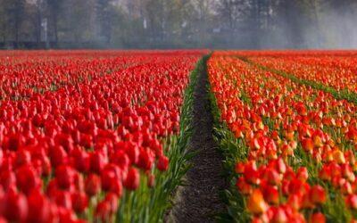 rol tesuturi fundamentale