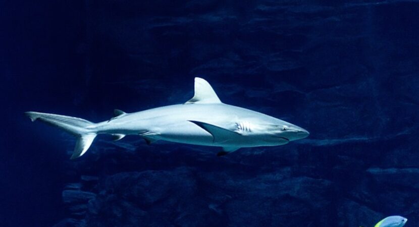 dinții de Megalodon