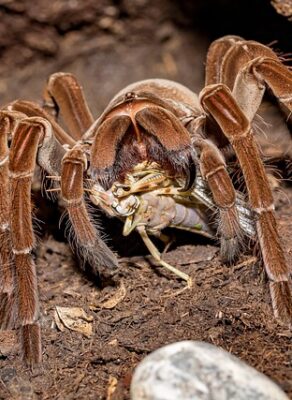 Tarantula Goliath