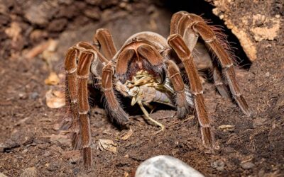 Tarantula Goliath