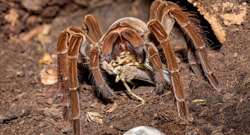 Tarantula Goliath